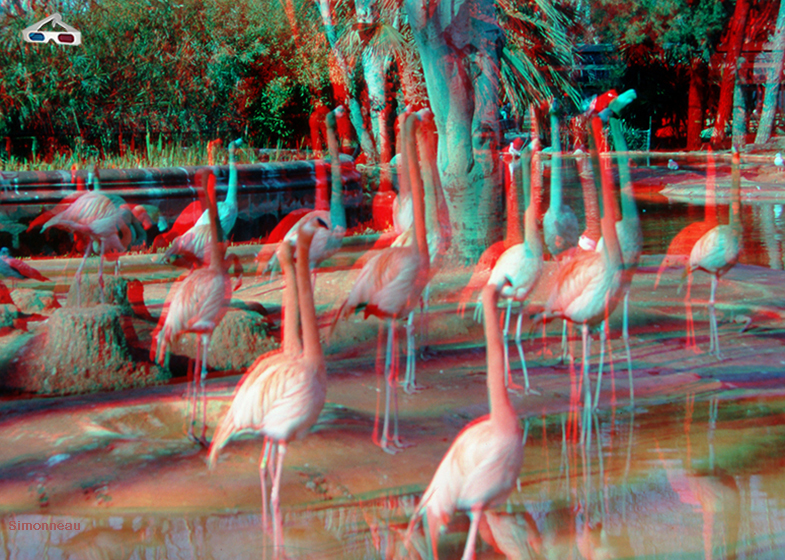  <b> FLAMENCOS </b>  ,  eN el zoo de Barcelona